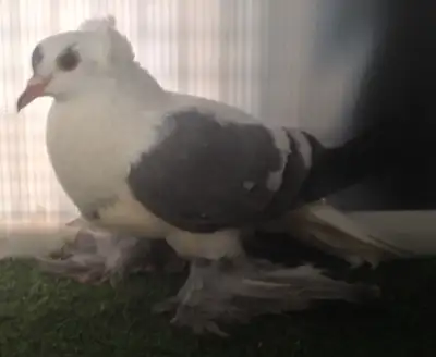 Pigeon mâle hirondelle ZA279, View more