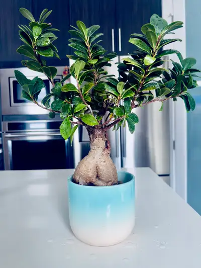 Bonsai Tree, View more