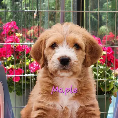 35-45lbs Labradoodle puppies DNA Tested Health/Breed/Traits, View more