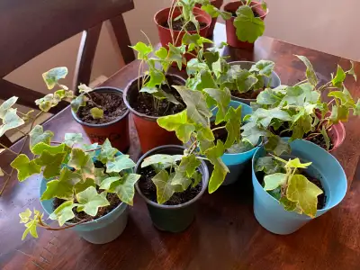 Variegated English Ivy, Purple Heart, apricot Zygocactus(Christmas cactus) white geraniums, variegat...