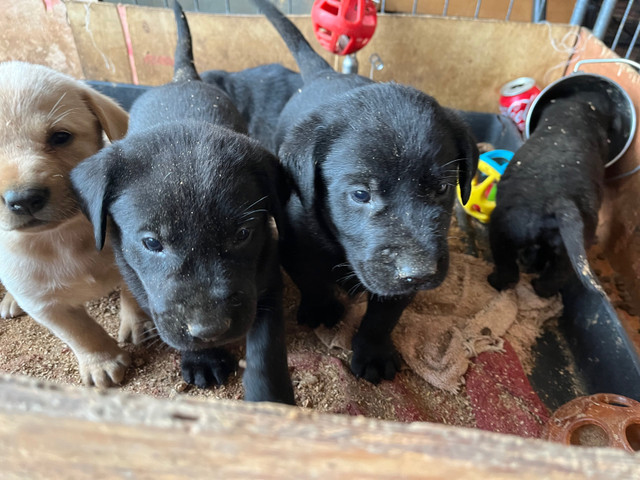 CKC registered Labrador retrievers in Dogs & Puppies for Rehoming in Belleville - Image 4