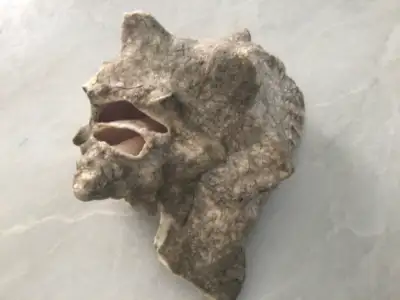 Authentic conch shell from Mexico Local delivery to Belleville or Picton possible