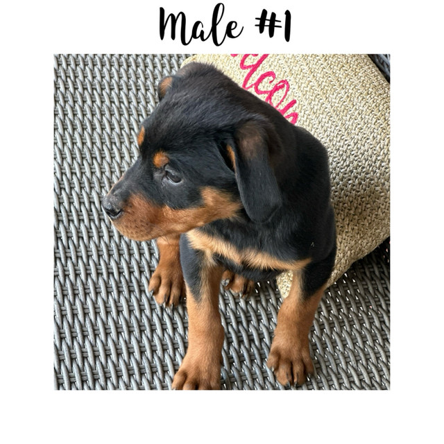 Purebred Rottweilers  in Dogs & Puppies for Rehoming in Barrie