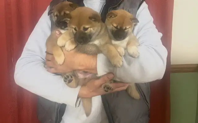 Shiba inu pure race shiba inu purebred in Dogs & Puppies for Rehoming in City of Montréal - Image 3