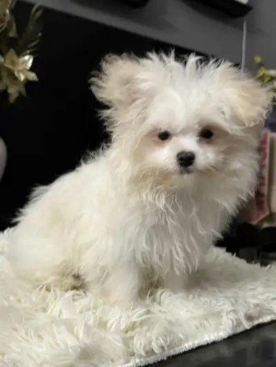 Meet our Pomeranian/Shih tzu mix siblings, born September 14, 2025! Girl-brown and boy-white (SOLD)...