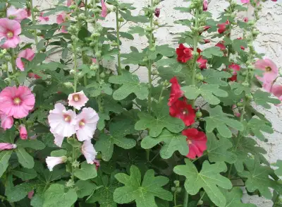 Hollyhocks 50 Seed Colors Local Crown 8Ft Plant Ship. Included, View more