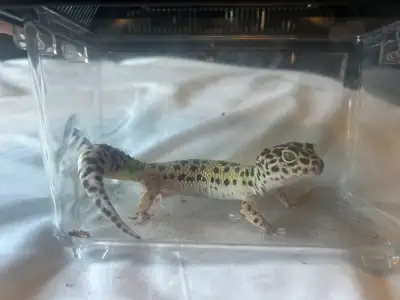 Juvenile leopard gecko in great health. Has everything you need.