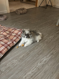 Reduced price - CKC Registered Parti male Pomeranian