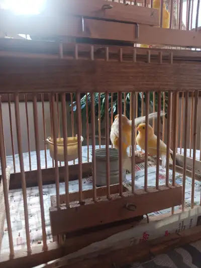 Healthy canaries one year old male or female $80 a pair and selling newly built hand made breeding c...