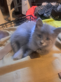 Polydactyl kitten (Mitten Kitten) for sale $100.
