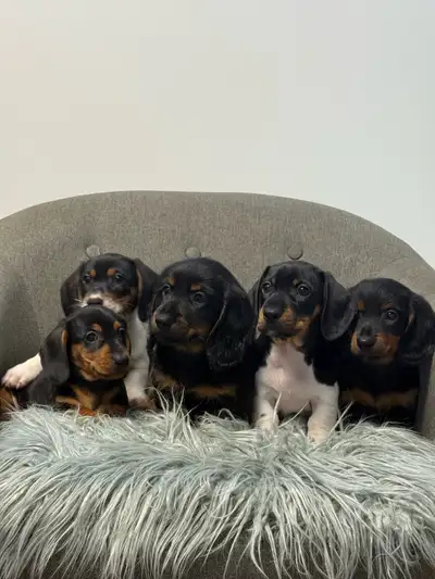 Dachshund puppies, View more