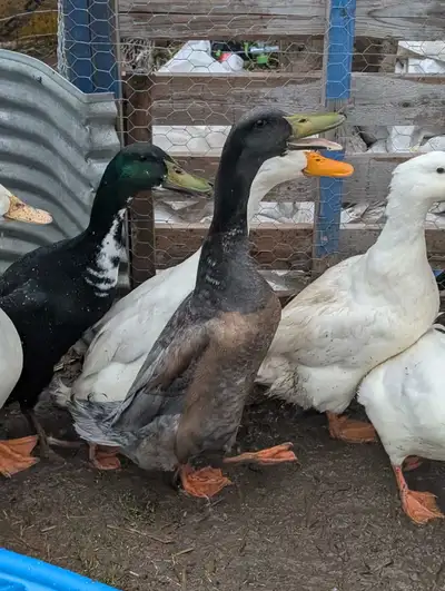 ducks for sale, View more