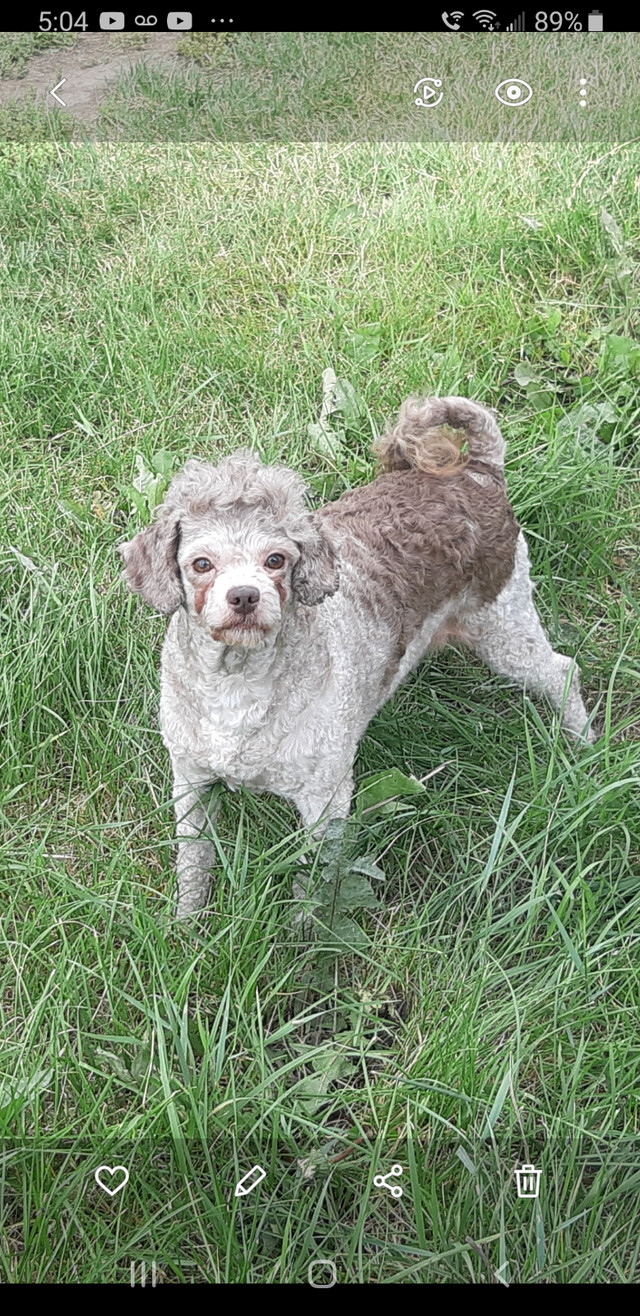 Miniature Poodle Males! in Dogs & Puppies for Rehoming in Edmonton