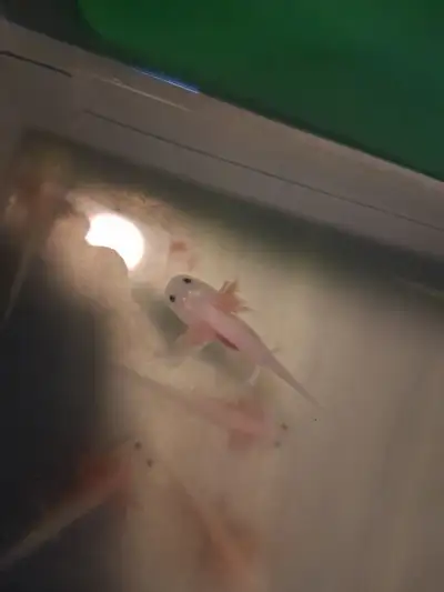 I have a bunch of concicts various sizes and colors avaliable immediately as well as axolotls thatva...