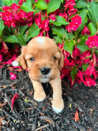 Cavapoos (Cavalier King Charles x Poodle mix), View more