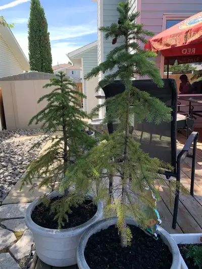 Small spruce trees, View more