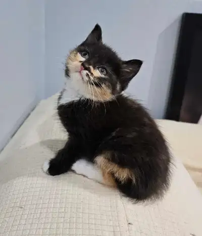 Bengal x Angora turc vaccinated and dewormed, View more