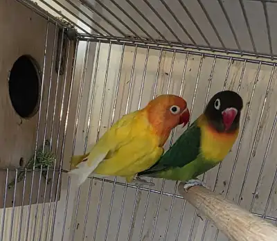 3 inséparables sauvages, View more