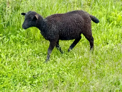 Katahdin x Dorper ewe lamb, View more