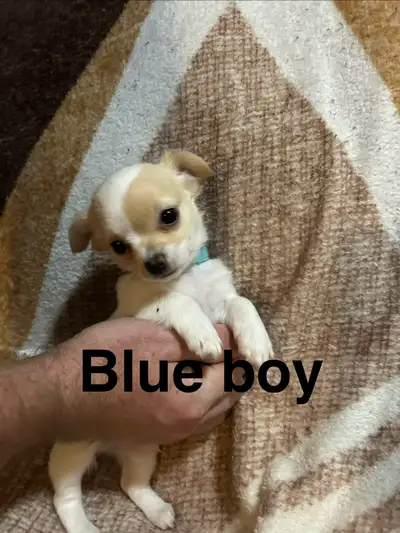 4 Chihuahua puppies ready for homes, View more