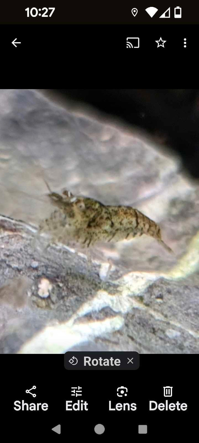 Wild cherry shrimp for $10 in Animal & Pet Services in City of Toronto