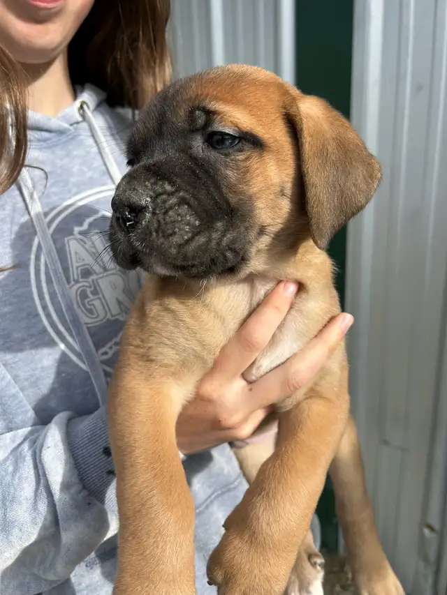 St.Bernard/Mastiff X Puppies for Sale in Dogs & Puppies for Rehoming in Edmonton - Image 3
