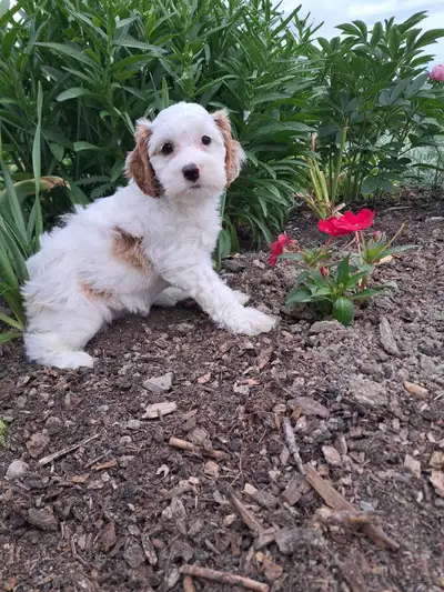 Cavapoo pups, View more