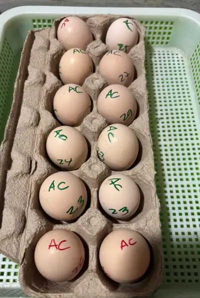 Dozen of Ayam Cemani Eggs , View more