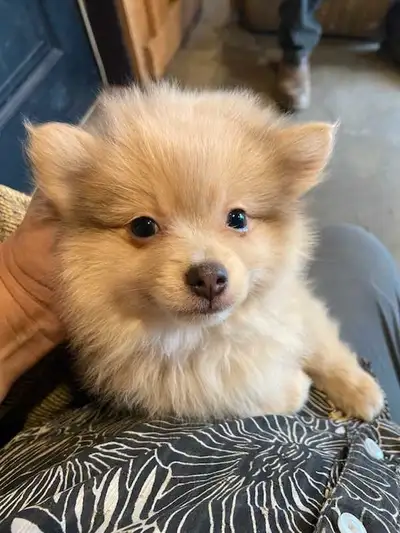 Pom Chi Puppies., View more
