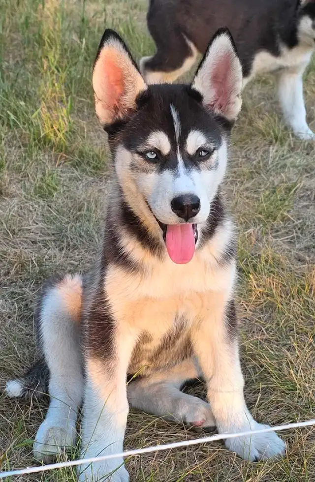 Siberian Husky Pups in Dogs & Puppies for Rehoming in Winnipeg - Image 4