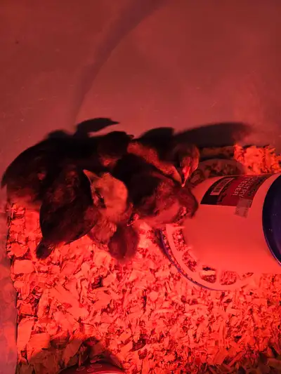 chicks baby, View more