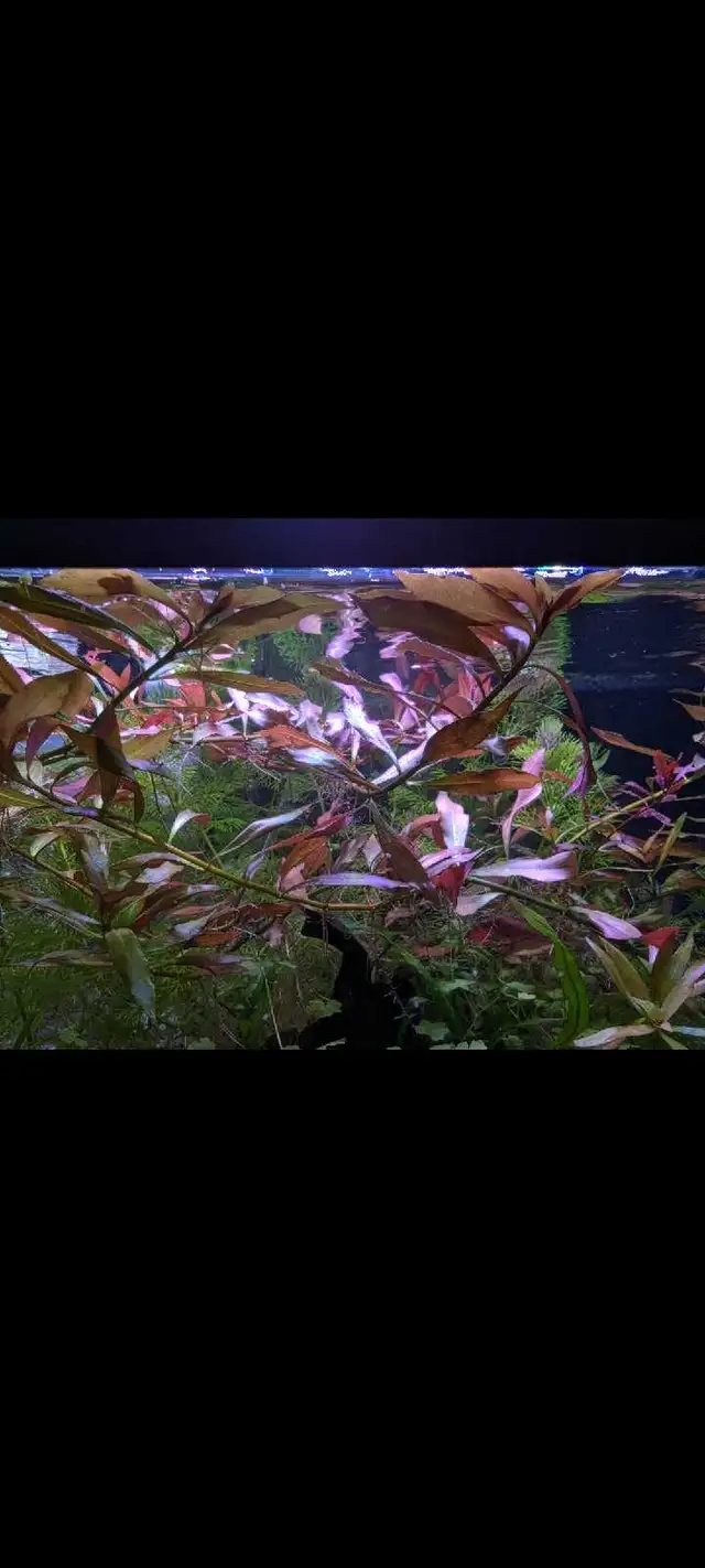 Ludwigia repens red in Fish for Rehoming in City of Toronto - Image 3