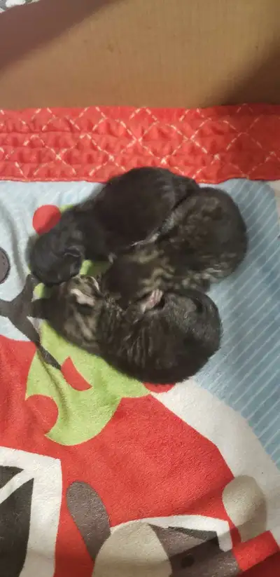 Russian Blue and Shorthair, View more