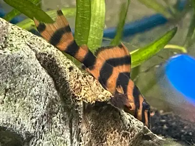 L306 Blood Red Pleco (sold out), View more