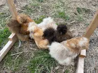 Silkie pullets and roosters 