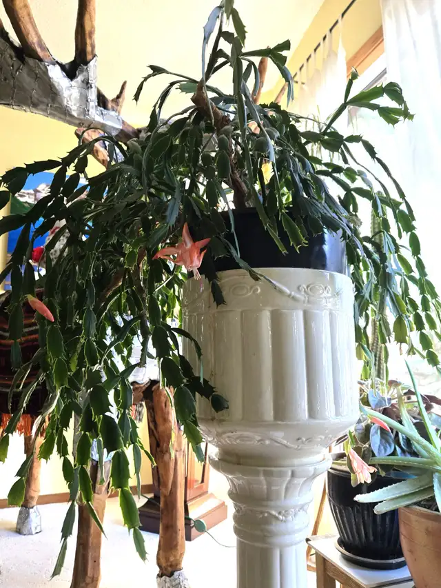 Christmas Cactus in Pedestal Stand in Home Décor & Accents in Calgary - Image 5