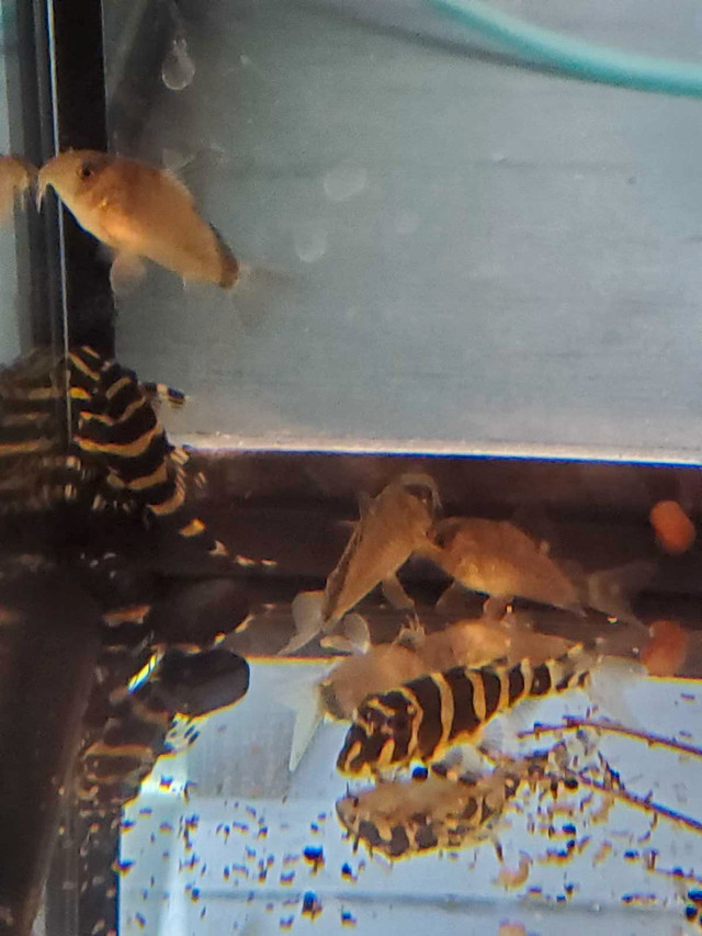 L 134 PLECO x5  in Fish for Rehoming in Kawartha Lakes - Image 3