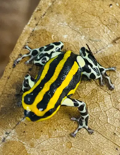 Ranitomeya sirensis dart frog + other frogs, View more