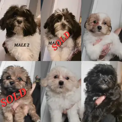 Shih Tzu Puppies Available! -NEW VIDEOS, View more