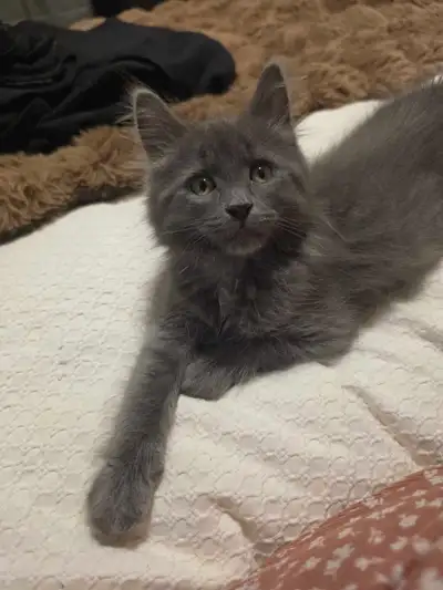 Kitten For 500, View more