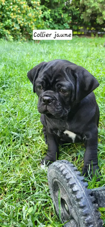 Chiot mâle pug/carlin, View more