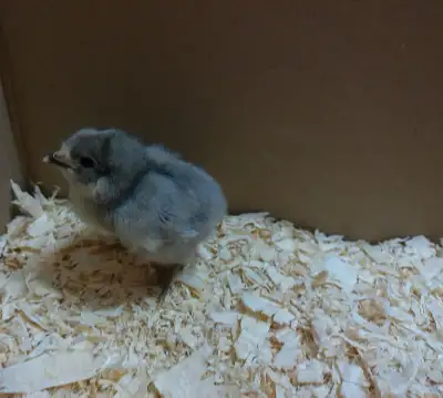 12 Lavender Orpington Chicks !!, View more