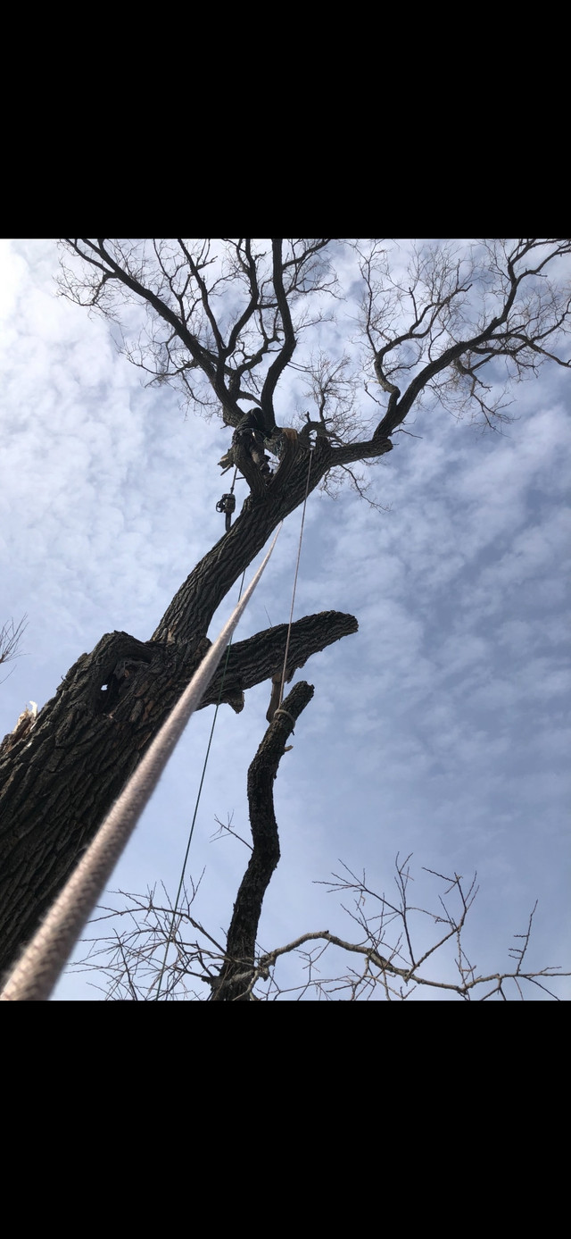 Arborist, Tree Removal, Storm damage clean up. Tree pruning. in Lawn, Tree Maintenance & Eavestrough in Oshawa / Durham Region - Image 2