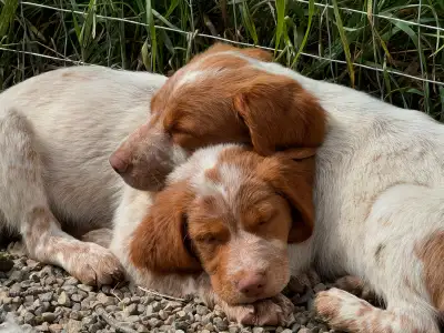 Accepting inquiries. Puppies are CKC registered, microchipped, dewormed, have first vaccinations, an...