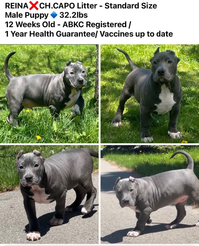 REGISTERED ABKC BLUE AMERICAN STANDARD PUPPIES 2 MALES 1 FEMALE Dogs