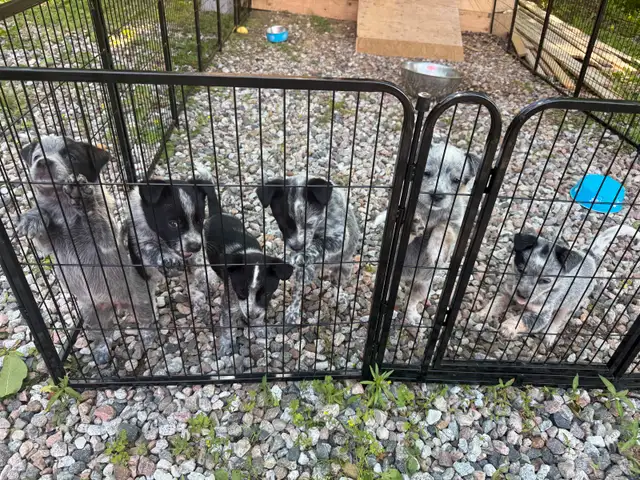 blue heeler puppies in Dogs & Puppies for Rehoming in Gatineau - Image 3