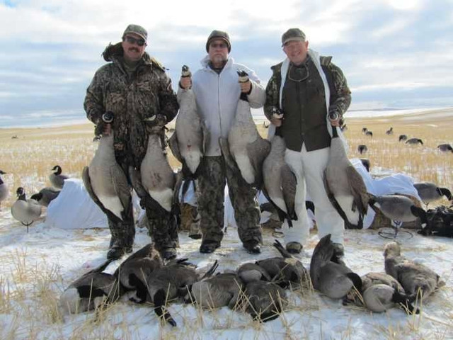 Saskatchewan Late Season Canada Goose Hunts in Fishing, Camping & Outdoors in City of Toronto - Image 2