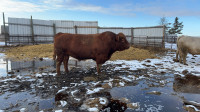 Charolais bulls for sale