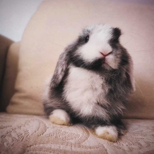 male holland lop bunny  in Small Animals for Rehoming in Edmonton - Image 3