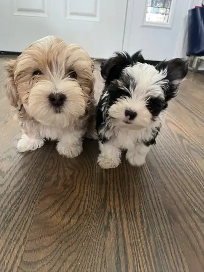 Yorkie Puppies - Ready to go! *2 MALES LEFT*, View more